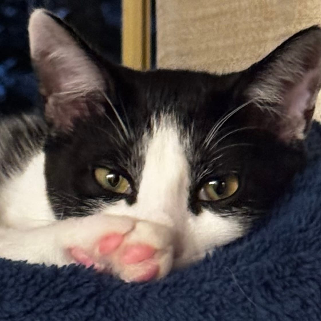 A closeup photo of a black and white bicolor cat looking at the camera while he lays down. His paw is covering his nose.